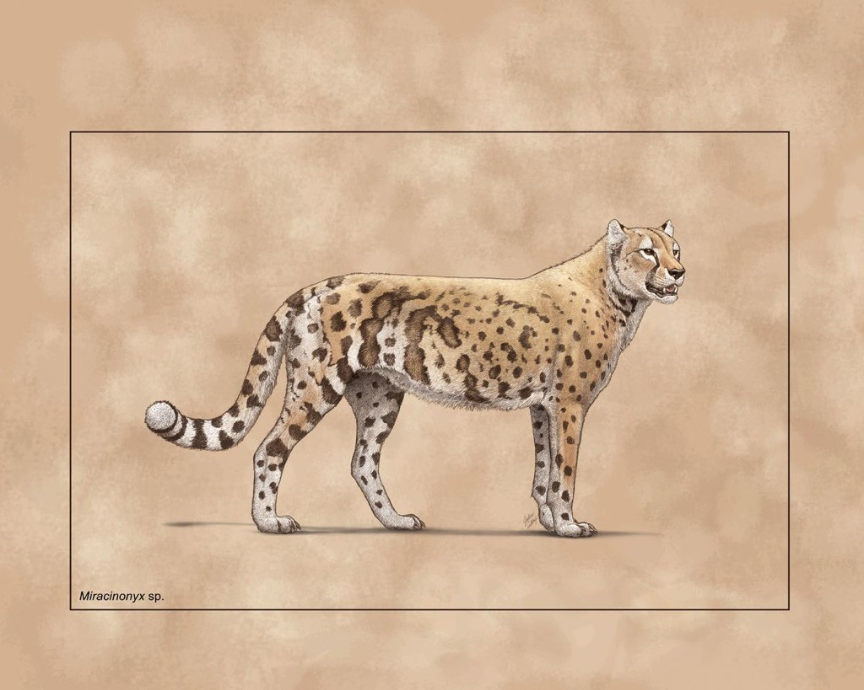 A depiction of the American cheetah looking very much like modern cheetah. A depiction of the American cheetah looking very much like modern cheetah.